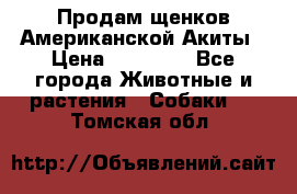 Продам щенков Американской Акиты › Цена ­ 25 000 - Все города Животные и растения » Собаки   . Томская обл.